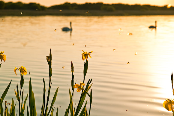 Flowers, swans and mayflies at Kenfig
