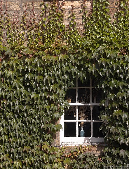 Ivy and window, Falkland