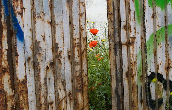 Gap in the fence, Guadalajara