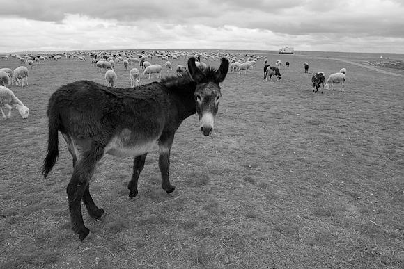 Donkey, La Muela. Note the cafe in the background.