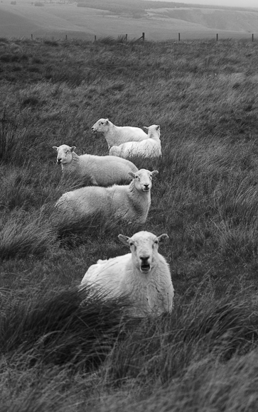 These fellas seem to agree. Baaaaa.