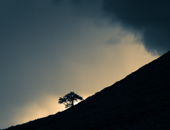 Tree, Levisham (spotted on the way down the hill)
