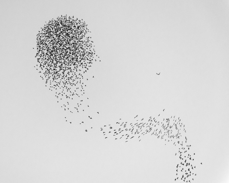 Flock of starlings. They gave an amazing performance for a good 20 minutes.