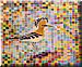 The Hoopoe